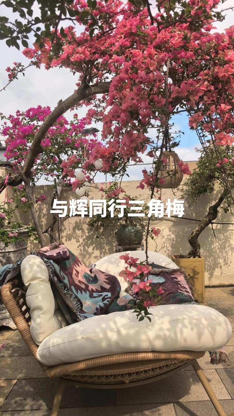 与辉同行#三角梅 #愿大家所求皆所